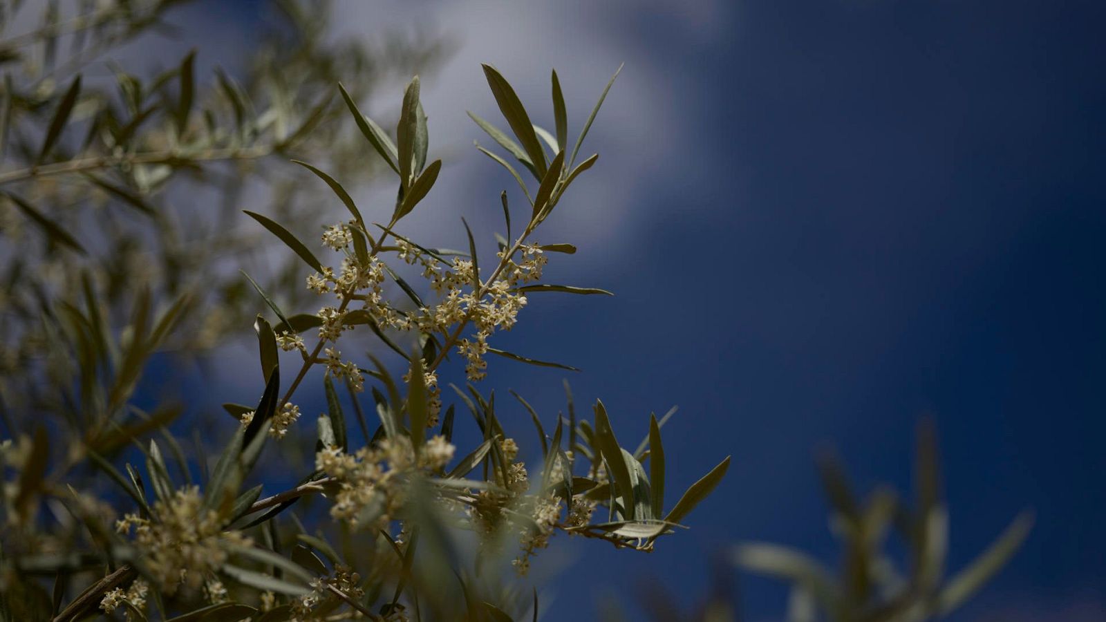 El aceite seguirá caro hasta otoño | Ver