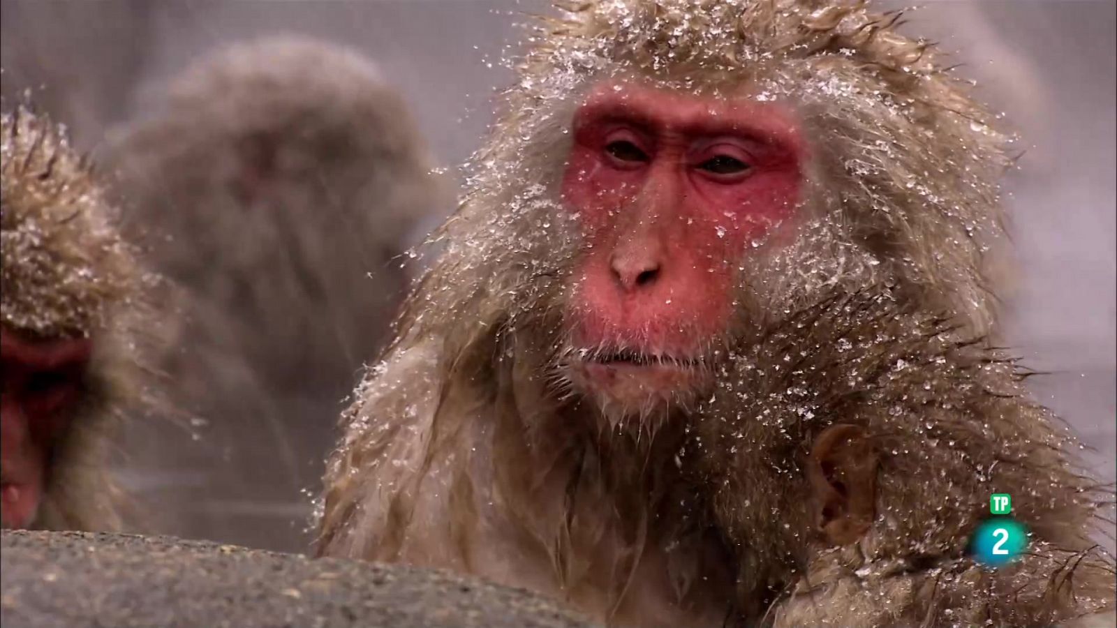 Fer el mico | Grans Documentals
