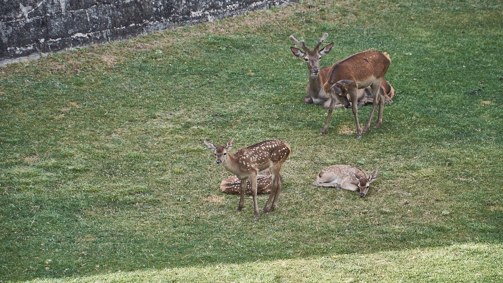 Polémica por la caza en Aragón: se permiten abatir hembras en veda | Ver