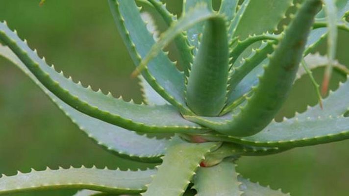 Plantas medicinales