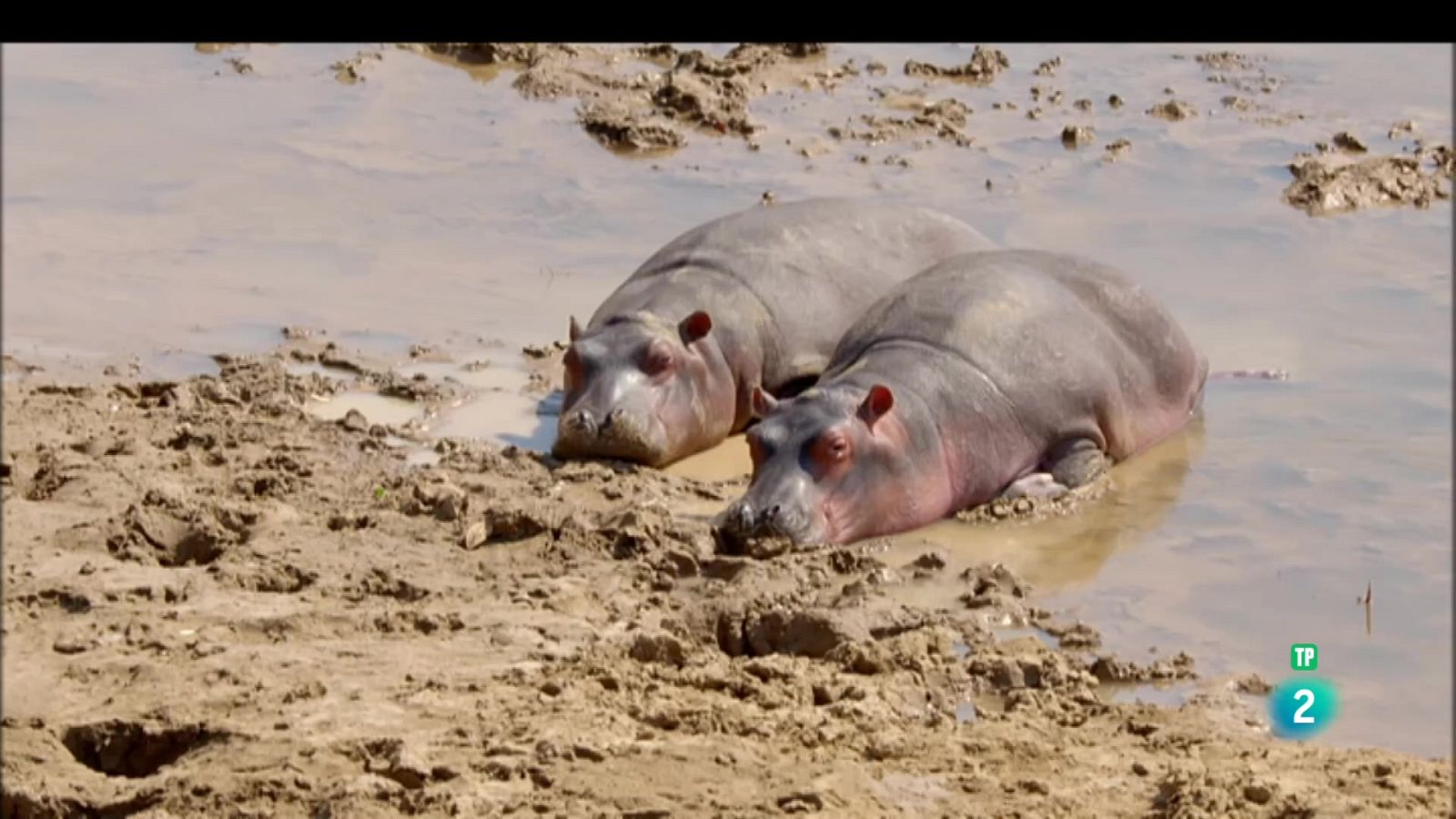 Grans Documentals - Relats de Zàmbia: El riu dels hipopòtams - Veure ara