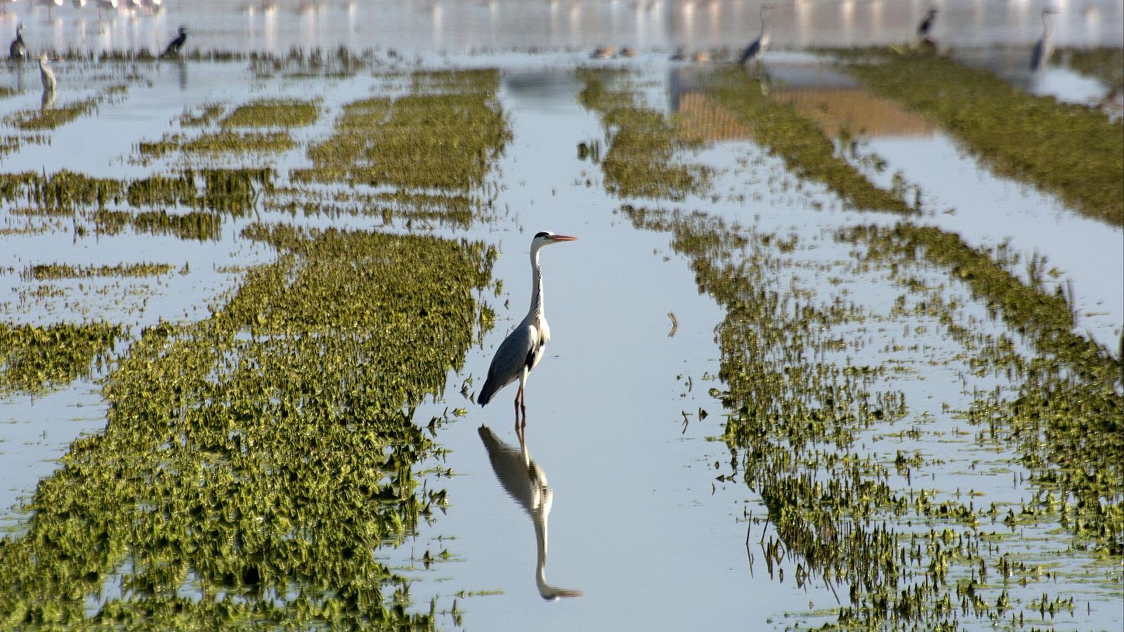 Premios Nobel piden a la Unesco más protección para la Albufera de Valencia