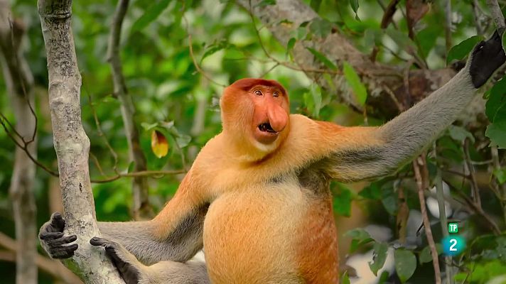 Som Documentals - Edèn, paradisos remots: Borneo, el bosc sagrat