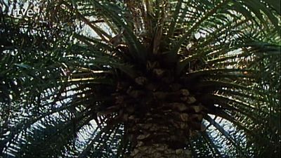 Nuestros rboles - La palmera canaria