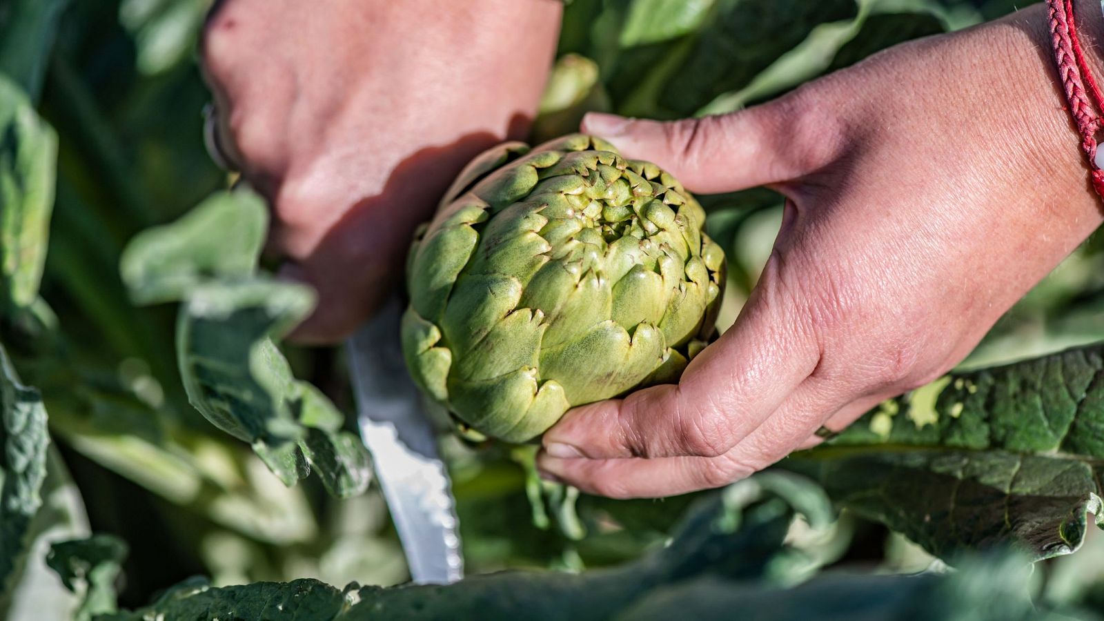 "El precio en la agricultura lo marca quien tiene más poder"