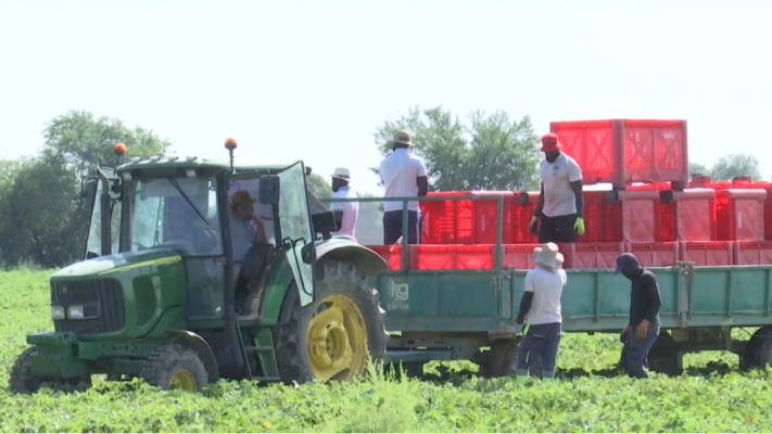 Explotación laboral en el campo: un informe de Oxfam denuncia la carencia de derechos que sufren los migrantes