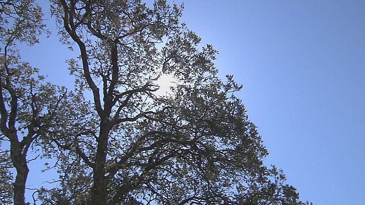 Com afecta el canvi climàtic als boscos