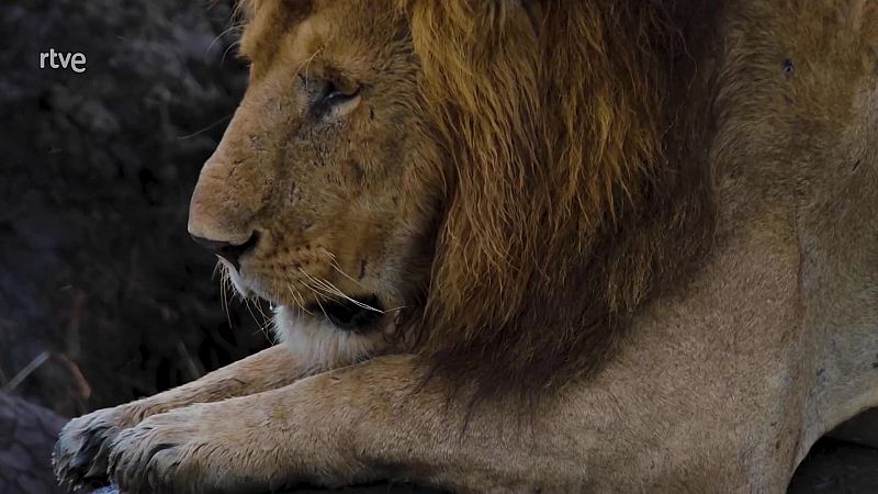 El rey de la sabana - Reyes león - ver ahora