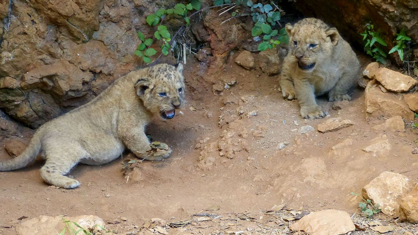 Cabárceno da la bienvenida a dos cachorros de león