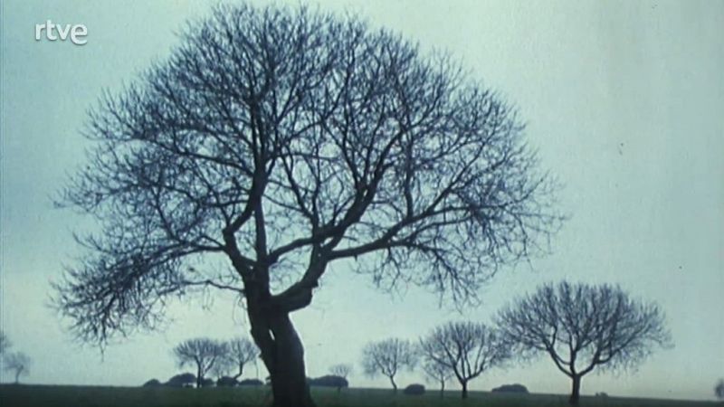 Nuestros árboles - La higuera