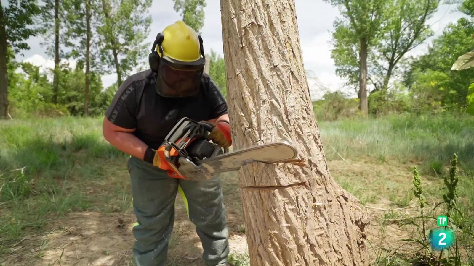 Qué quiero ser de mayor: CIFP N.º 1 Cuenca. Familia Agraria | Ver