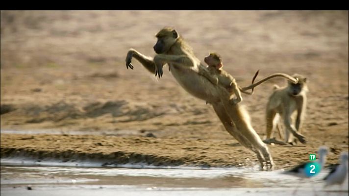 Som Documentals - Relats de Zàmbia: La manada del riu