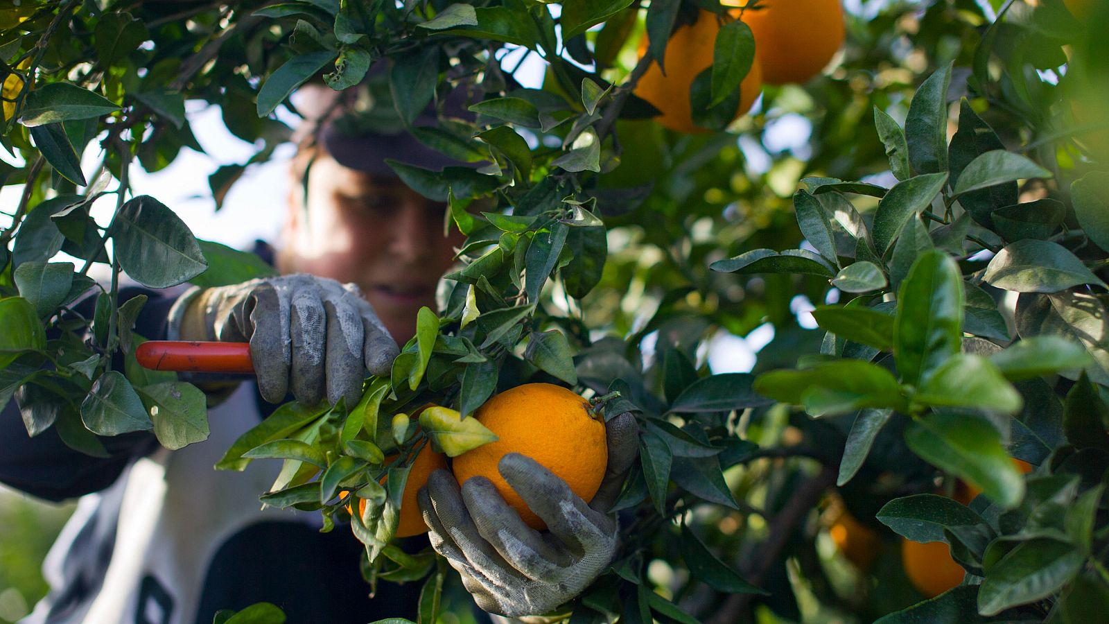 Escasez mundial de naranjas: la industria quiere añadir mandarina al zumo para cubrir la demanda