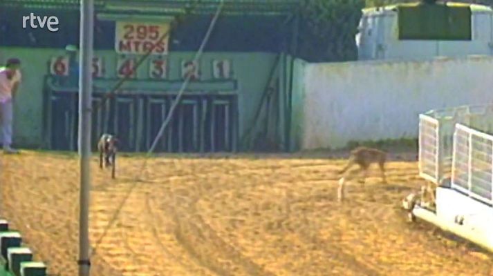 Arxiu TVE Catalunya - Jornades Catalunya-Alemanya. Gossos al servei de la societat