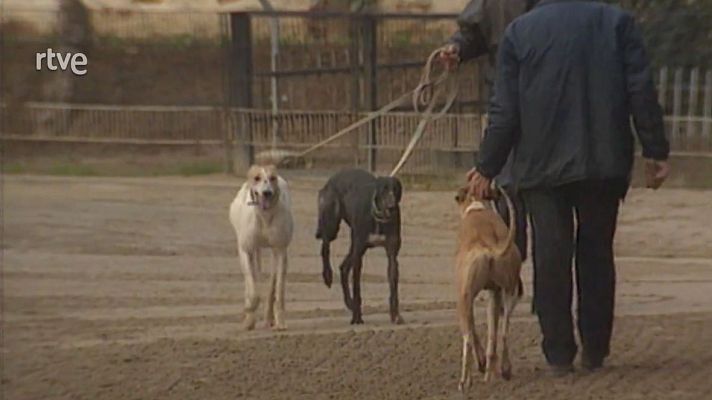 Catalunya avui - Gossos