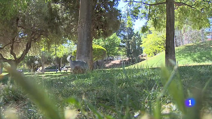 L'Informatiu - Plaga de paparres a Catalunya