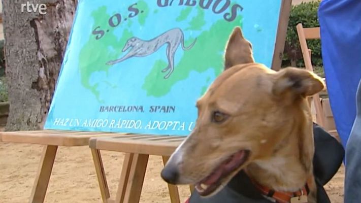 'SOS Galgos' busca qui adopti llebrers dels canòdroms