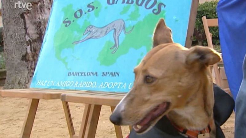 'SOS Galgos' busca qui adopti llebrers dels canòdroms - arxiu - L'Informatiu | Ver
