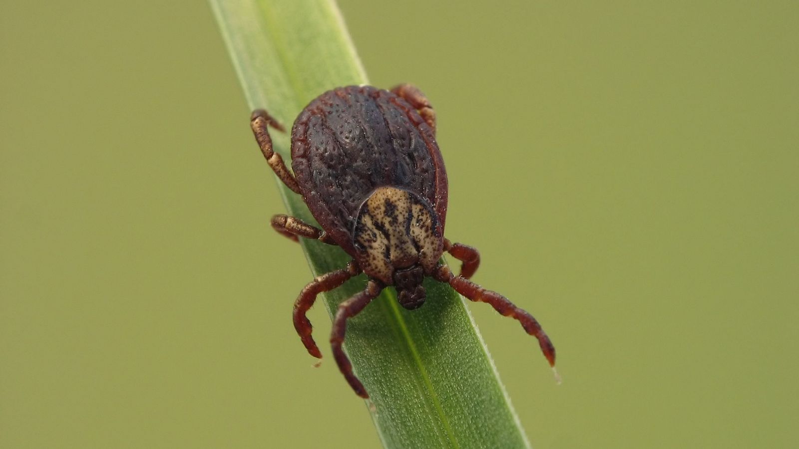 Las garrapatas aumentan y se detectan más en entornos urbanos