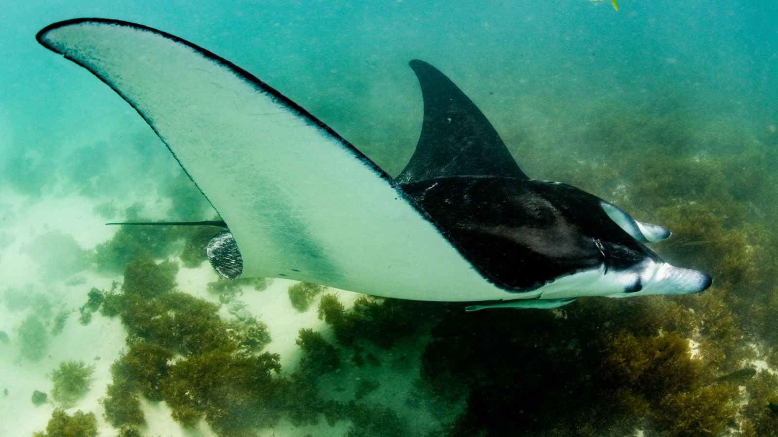 Ningaloo. La maravilla del océano de Australia - Episodio 2 - Conexiones