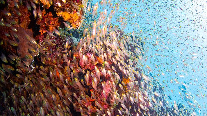 Ningaloo. La maravilla del océano de Australia - Elecciones