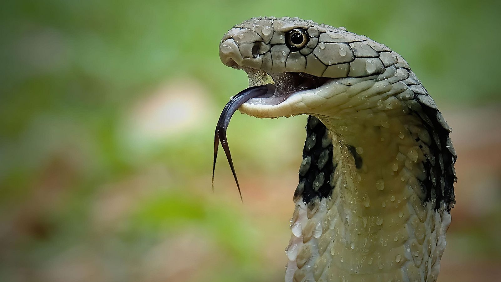 Un recorrido por los animales más venenosos del planeta - Modo Digital | Ver