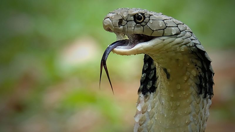 Un recorrido por los animales más venenosos del planeta - Modo Digital | Ver