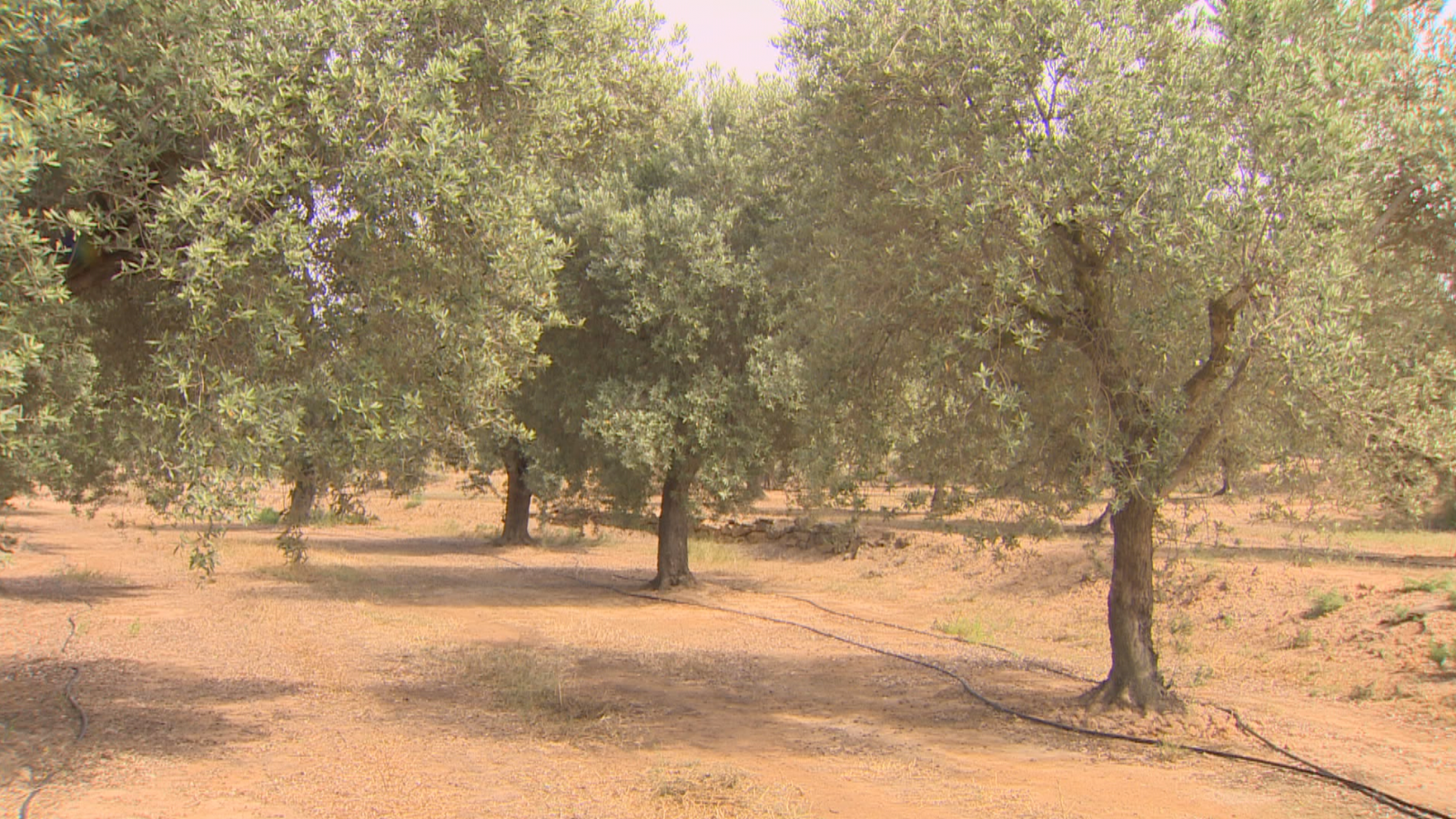 El boom del olivar en Aragón