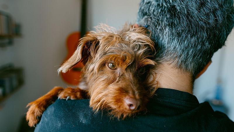 ¿Cómo funciona la clonación de mascotas?