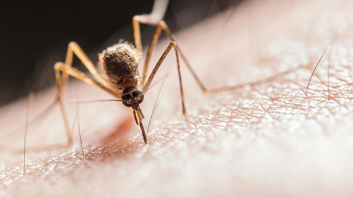 Telediario 1 - Detectan en Sevilla los primeros mosquitos del año infectados con Virus del Nilo