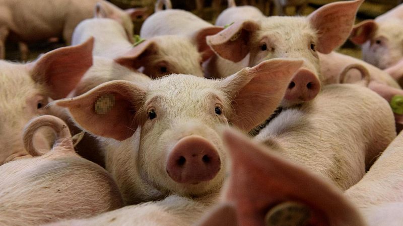 China contraataca a la UE: investiga por competencia desleal a las importaciones europeas de carne de cerdo