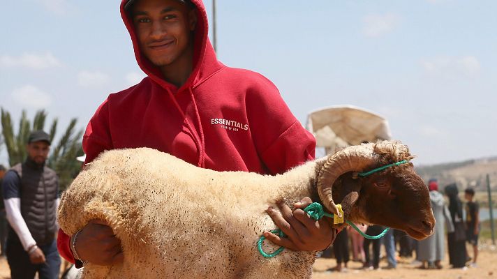 Las ovejas españolas se abren camino en Marruecos con motivo de la Fiesta del Cordero