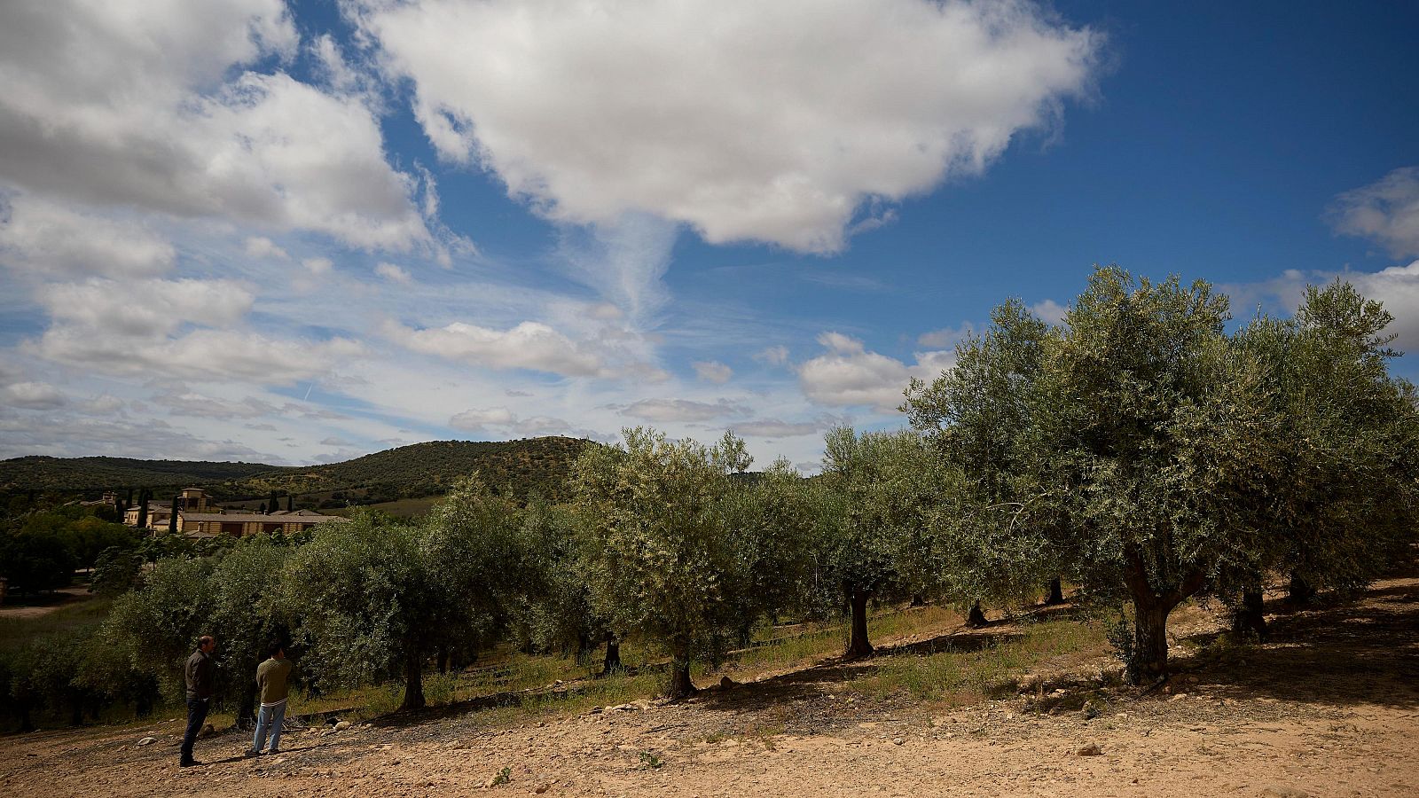 El alto precio del aceite dispara la demanda de olivos en los viveros