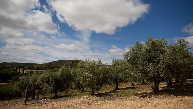 El alto precio del aceite de oliva dispara la demanda de olivos en los viveros
