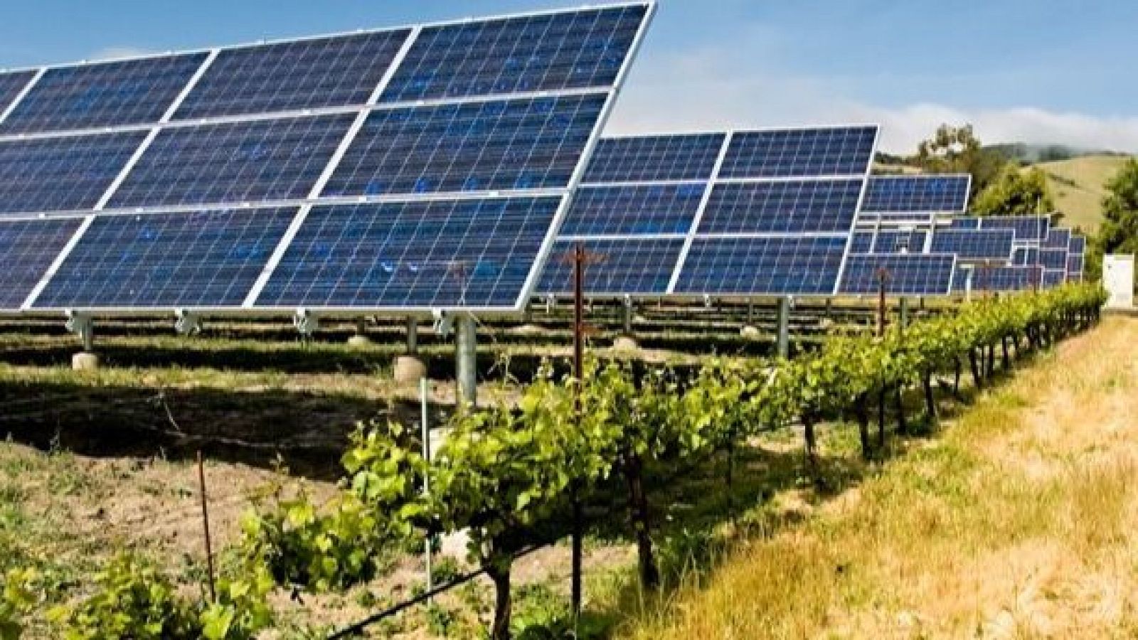 La elevación de los paneles solares beneficia a los cultivos - Para todos La 2 | Ver