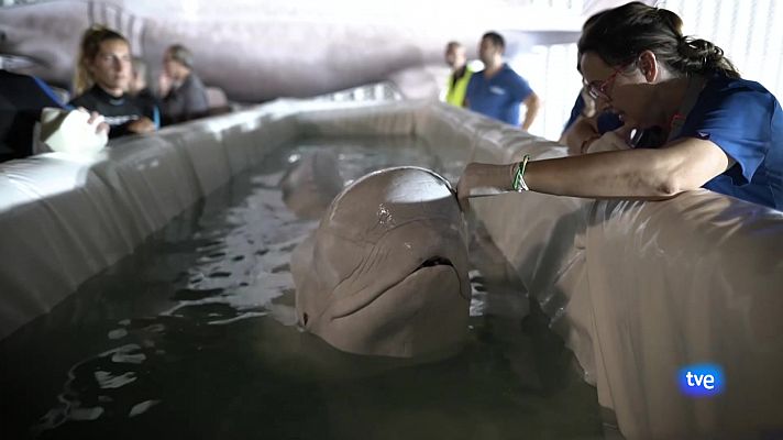 L'informatiu - Comunitat Valenciana - L'Informatiu de la Comunitat Valenciana 1 - 19/06/24