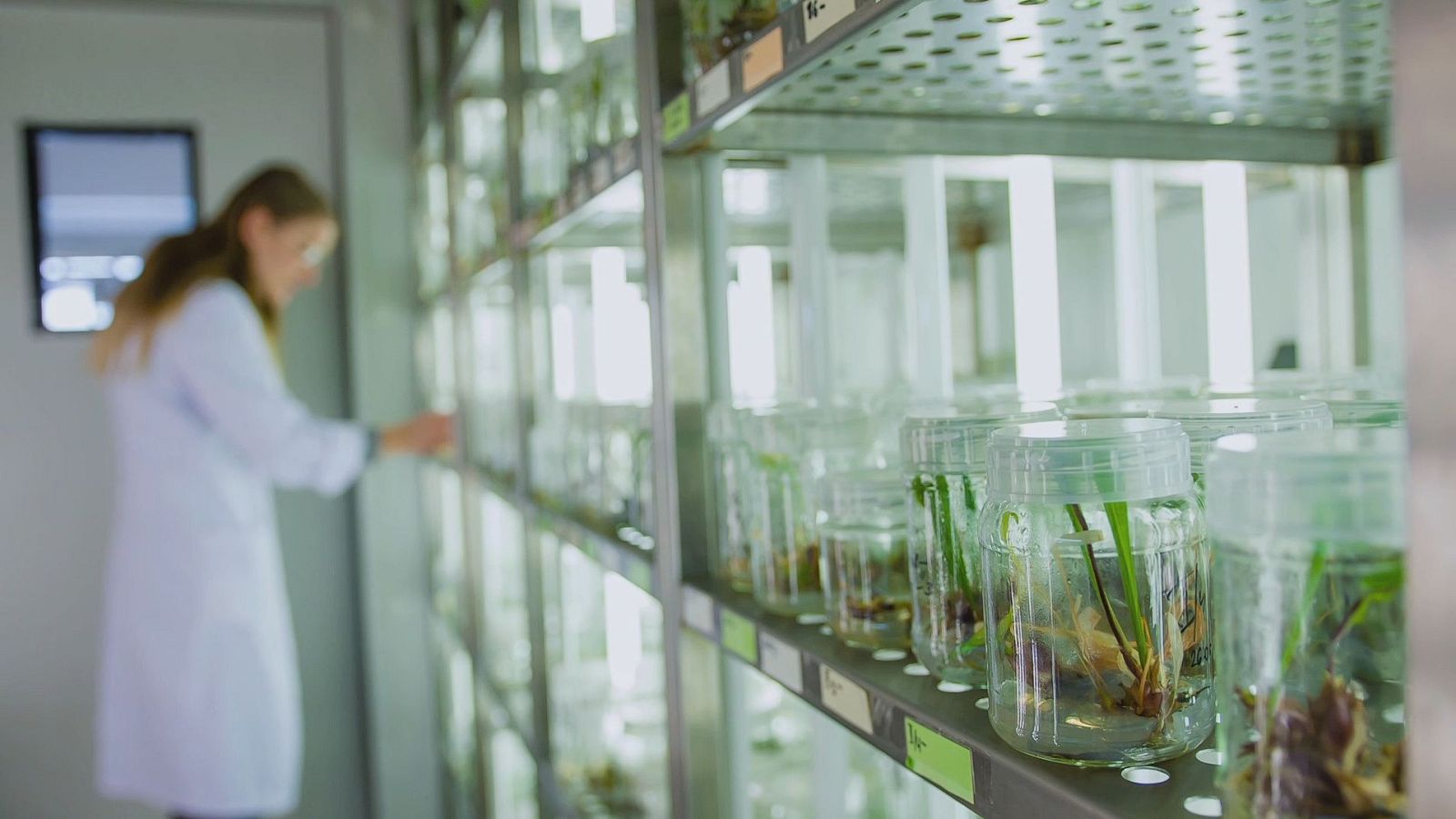 El escarabajo verde - La invasión de las plantas mutantes - ver ahora