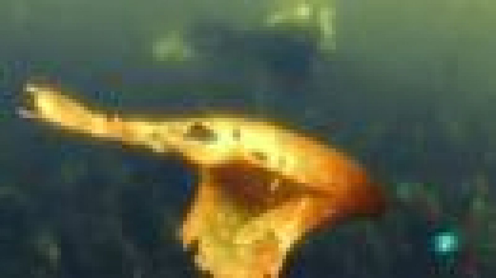 Fábrica de ideas-Innova: IMEDEA | Ver