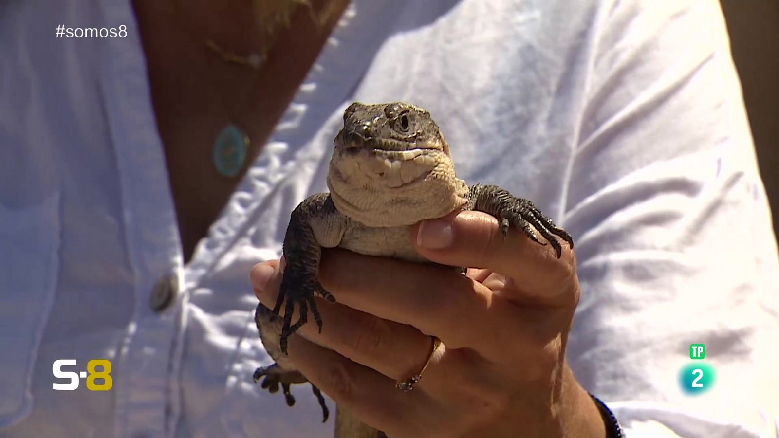 Somos 8 - 21/06/2024 - Somos 8 | Ver