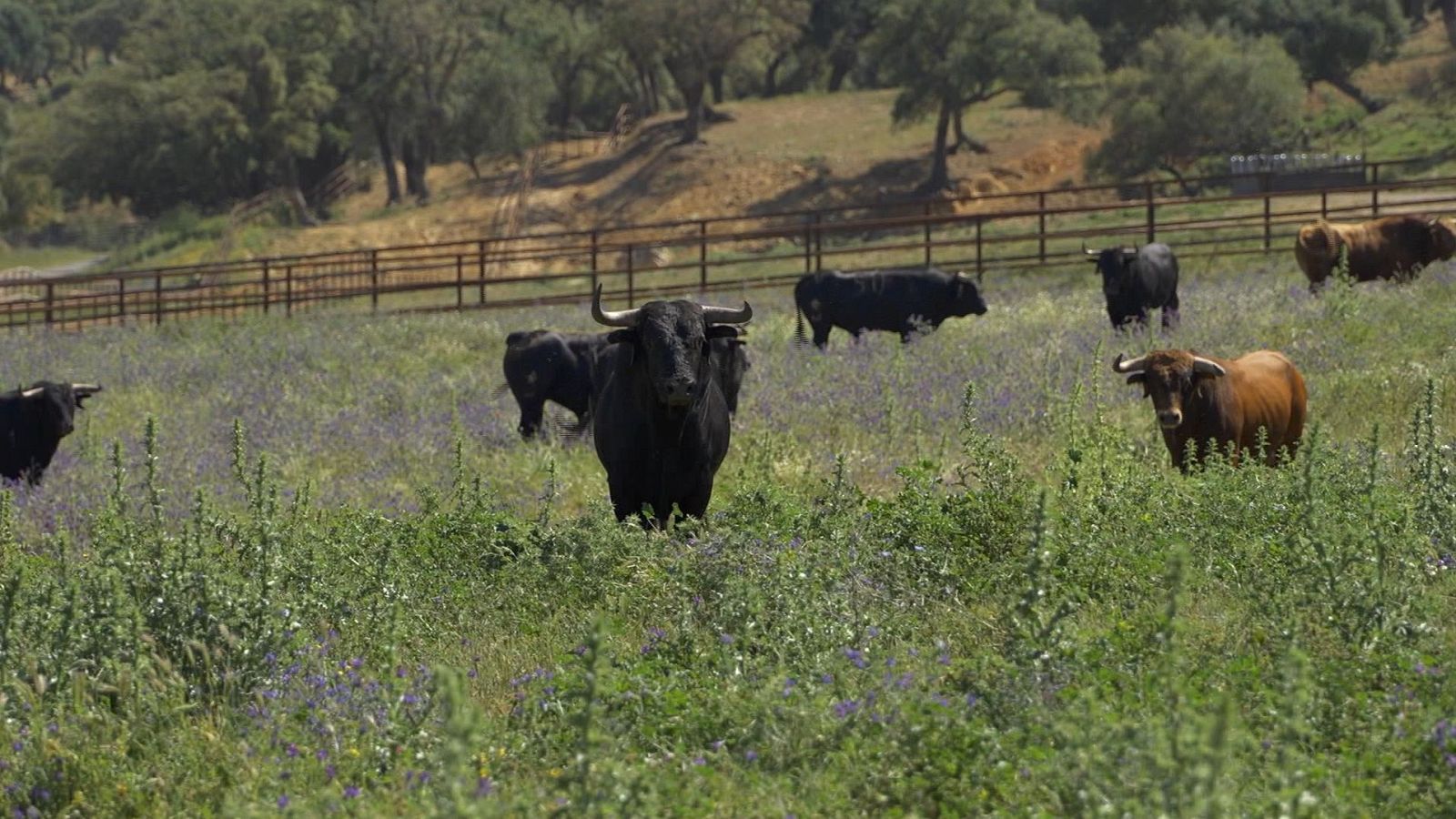Tendido Cero - 22/06/24 - ver ahora