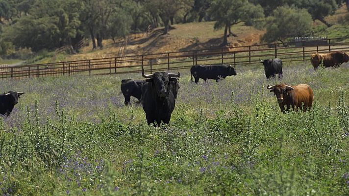 Tendido cero - Tendido Cero - 22/06/24