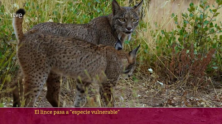 Lince ibérico