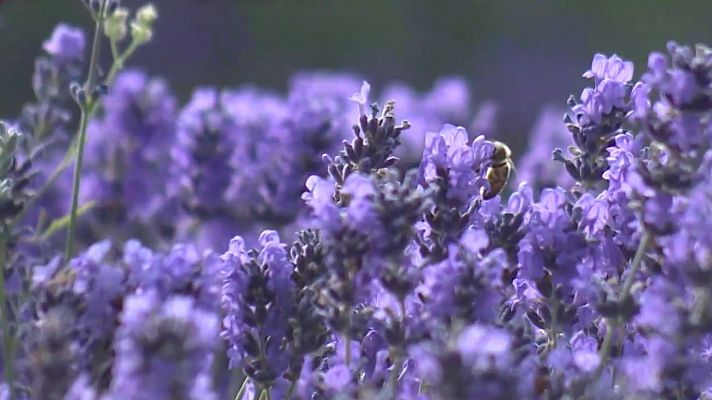 La aventura del Saber - Agenda natural