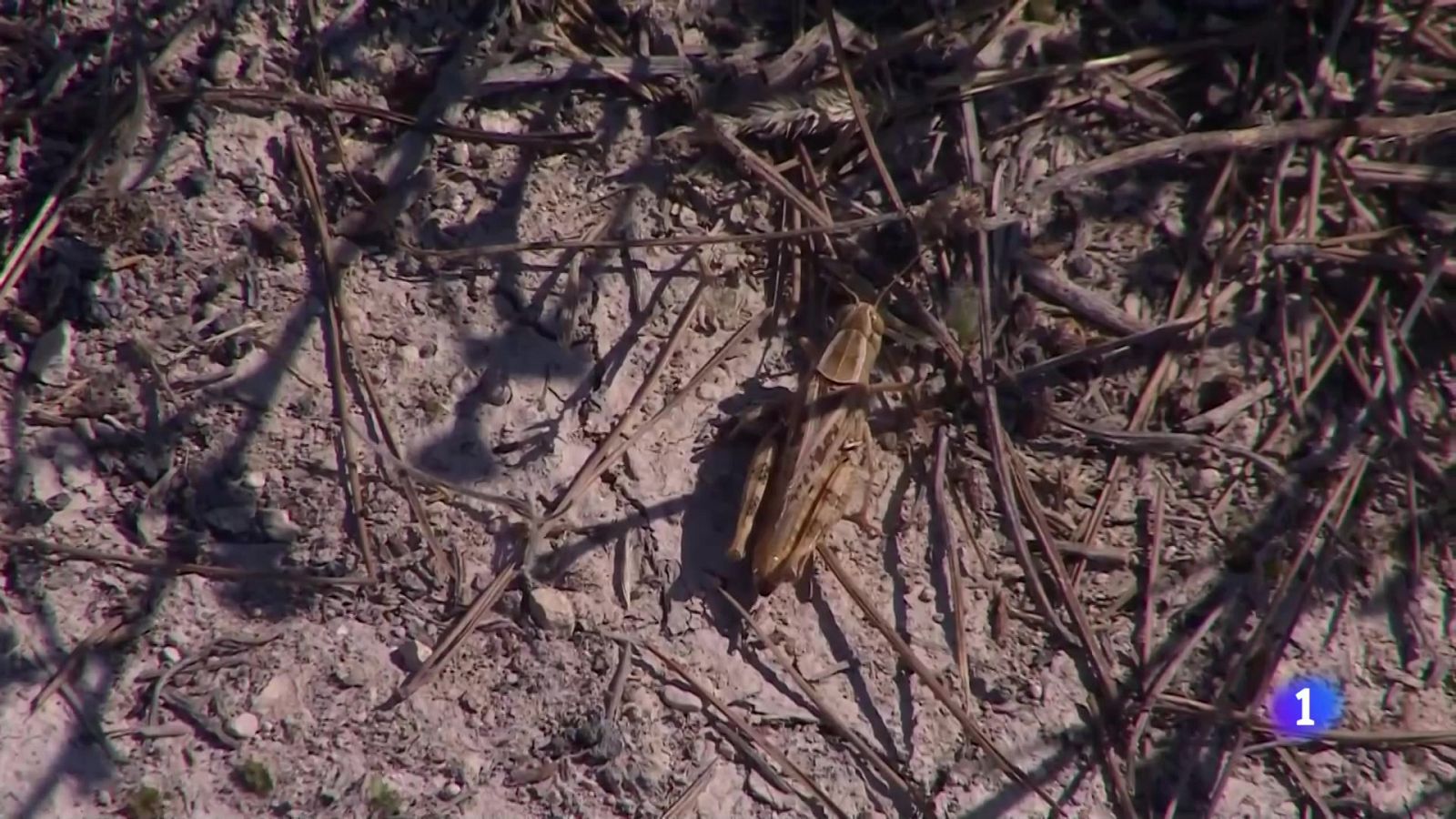 L'Informatiu de la Comunitat Valenciana 1 - 25/06/24 | Ver