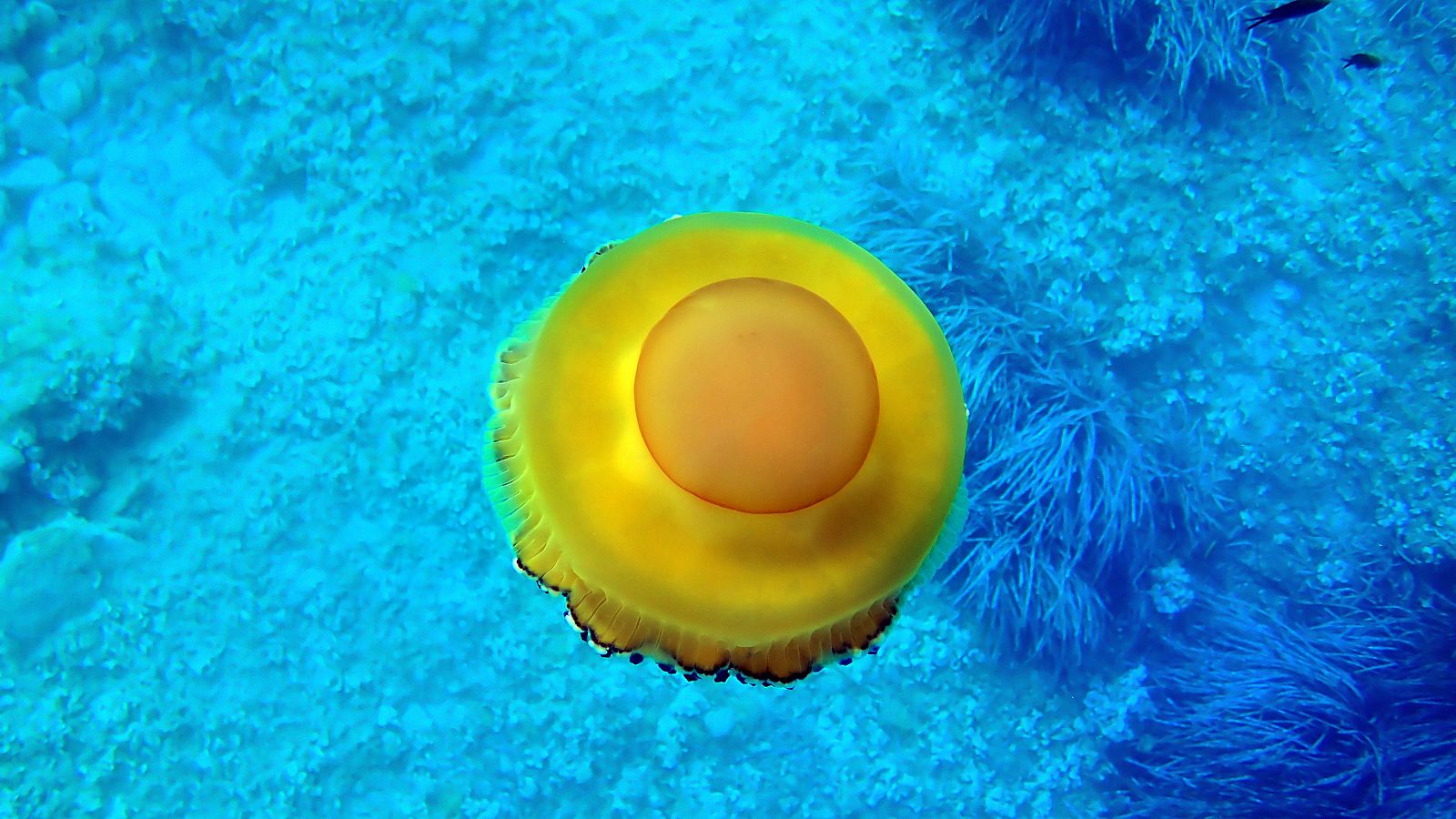 Medusas conocidas como huevo frito: buenas para el Mar Menor