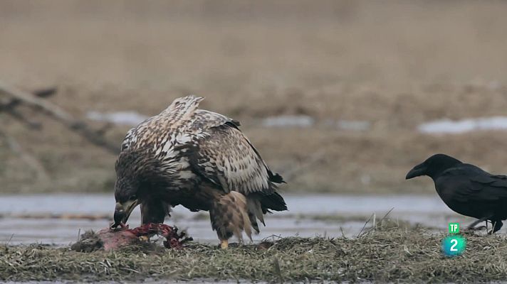 Som Documentals - El Biebrza, l'Amazones europeu