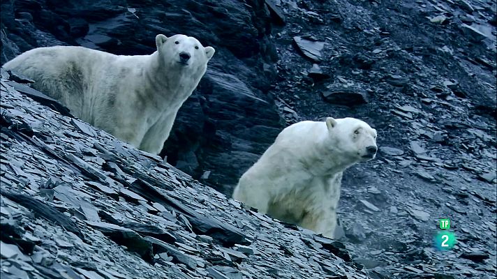 Som Documentals - Terra d'ossos