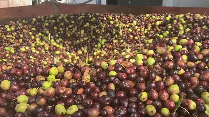 Agrosfera - Agrosfera - 29/06/24