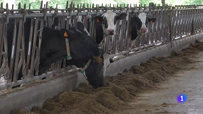 Crisis láctea: los ganaderos cobran un 25% menos