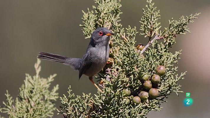 Som Documentals - Cabrera: el Mediterrani ancestral